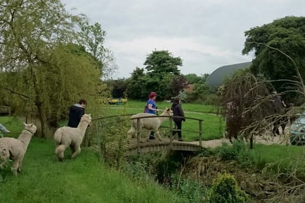 Alpaca Trekking for 1 or 2 - Charnwood Forest Alpacas