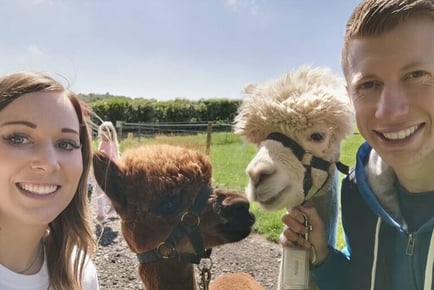 Afternoon Tea & Walk with Alpacas - Charnwood Forest