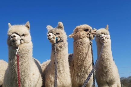 Afternoon Tea & Walk with Alpacas - Charnwood Forest