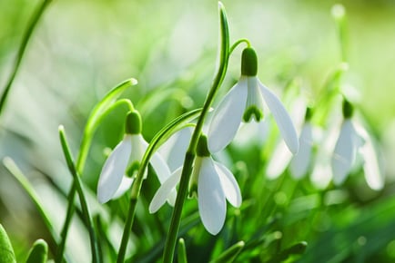 Giant Snowdrop - 10, 20, 40 or 100 Bulbs!