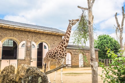 3* or 4* London Hotel Stay & Ticket to ZSL London Zoo