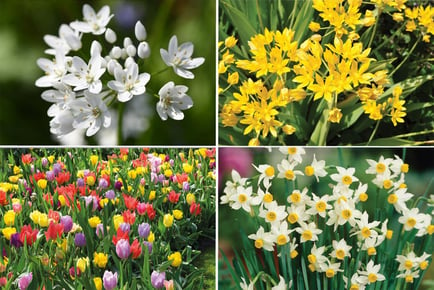 500 Spring Flowering Bulb Collection