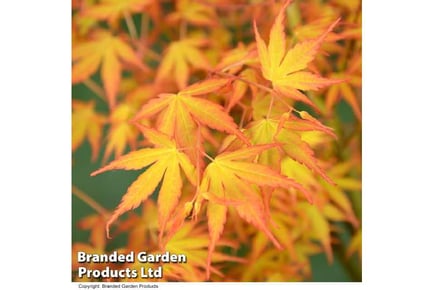 Acer palmatum Katsura 3 Litre Pot x 1