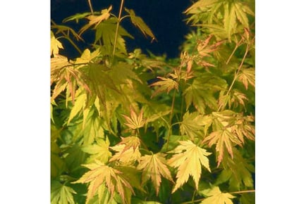 Enchanting Acer Orange Dream