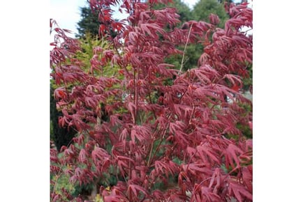 1 or 2 Acer Starfish