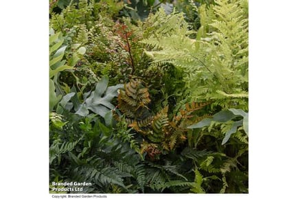 3 or 6 Mixed Potted Fern Plants