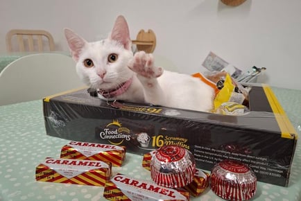 1 Hour Cat Café Entry with Drink and Snack - Falkirk