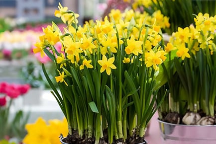 100 Bulbs of Narcissus Tete-a-Tete