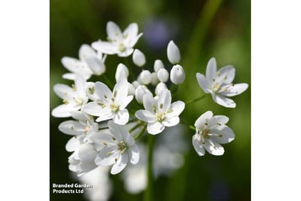 Bumper Allium Collection 100 Bulbs