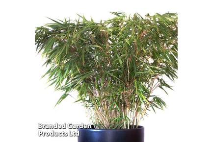 1 or 2 Fargesia Umbrella Bamboo Plants