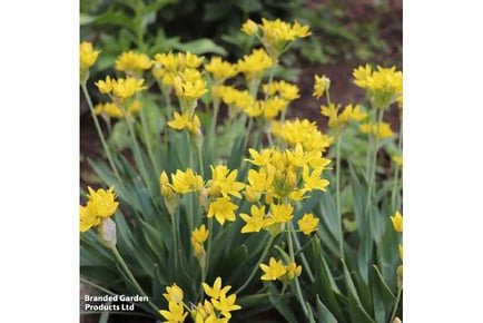 300 Mixed Spring Flowering Bulbs