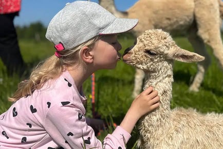 1hr Alpaca Experience including Meet n Greet and Trek