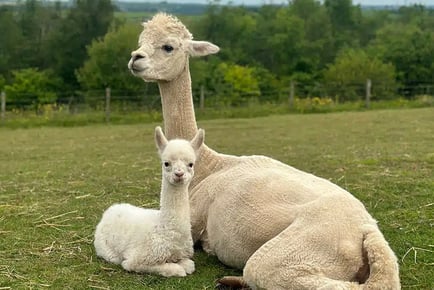 1 Hour Alpaca Experience - Hannahston Alpacas, Ayr