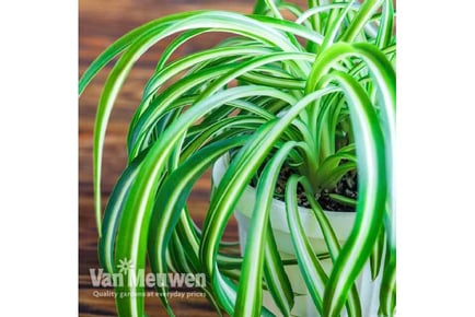 3 or 6 Air Purifying Houseplants