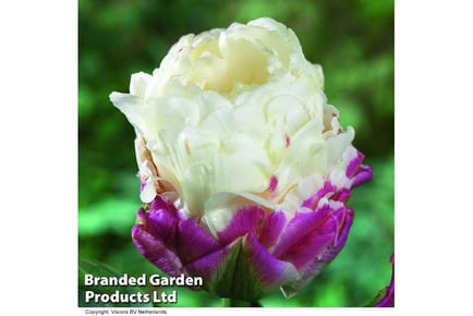 20 Tulip Ice Cream Bulbs