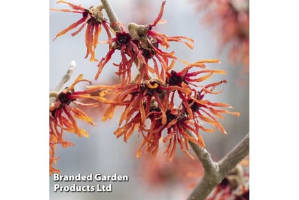 Witch Hazel - Enchanting Orange Beauty Plant