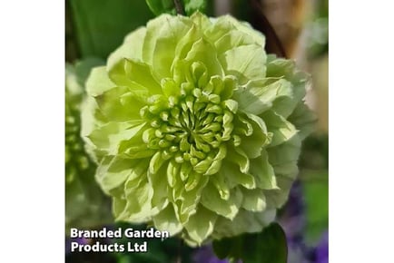 Vibrant Clematis Florida 'Manju' Collection