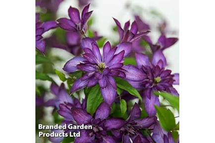 Clematis All Seasons Collection