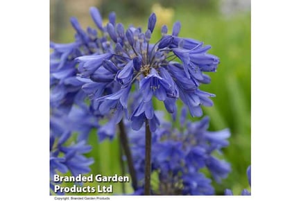 Agapanthus Collection 3 Plants