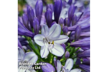 Upto 3 Agapanthus Midnight Moon