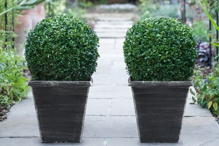 EvergreenTopiary Buxus Ball