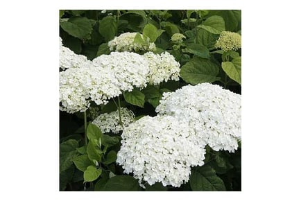 1 or 2 Hydrangea Strong Annabelle Plants