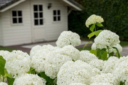 Stunning Hydrangea 'Strong Annabelle' Shrubs