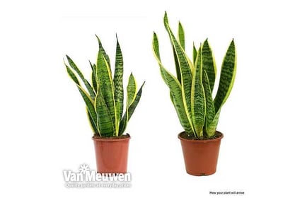 1 or 2 Snake Plant Houseplants