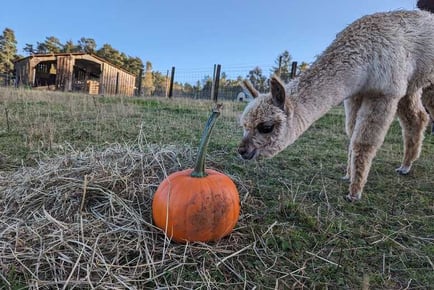 90 Minute Private Hillview Animal Park Tour and Cup of Animal Feed Each for up to 10 - Alloa