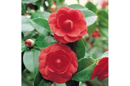 1 or 2 Camellia Tricolour Plants