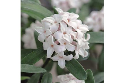 1 or 2 Daphne Eternal Fragrance Plants