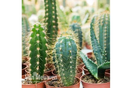 up to 10 Mini Potted Cactus Plants