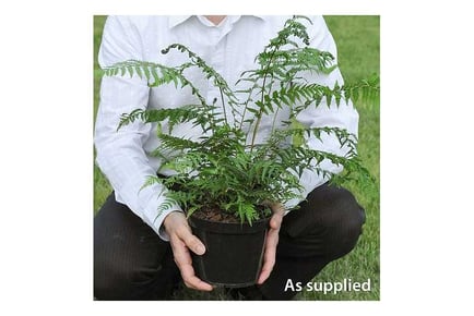 Australian Tree Fern in 10 Litre Pot