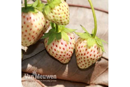 5 Strawberry 'Snow White' Plants