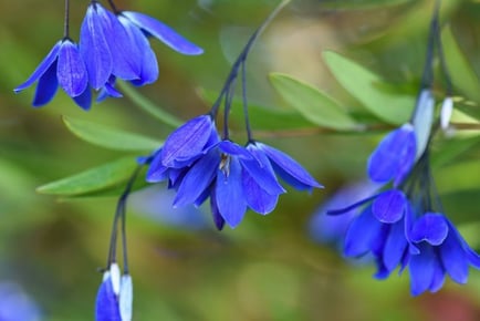 Stunning Sollya 'Ultra Blue' Plant Duo