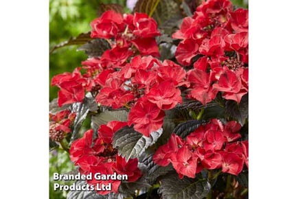 Hydrangea After Midnight Potted Plant