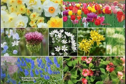 200 Spring Flowering Bulbs