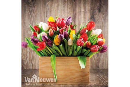 100 Tulip Triumph Mixed Bulbs