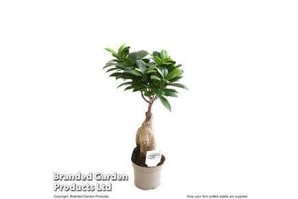 Ficus Ginseng Bonsai Plant