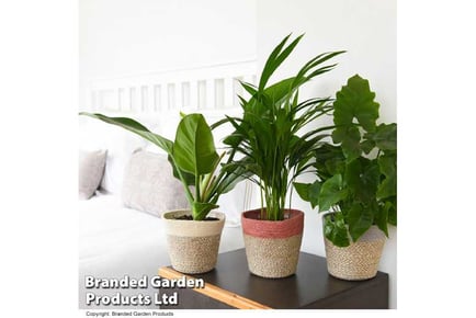 Calm Space Houseplant Collection