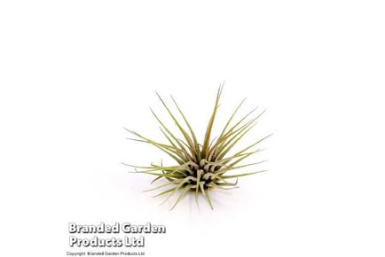 1 or 2 Airplants - Tillandsia ionanth