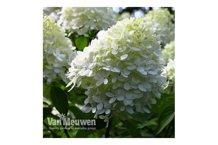 up to 3 Hydrangea 'Limelight' Plants