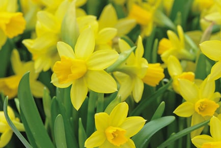 Narcissus 'Tete-a-Tete' Potted Bulbs in Cream Zinc Bowl - Pack of 1 or 2