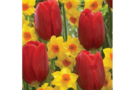 Upto 64 Spring Companions Bulbs