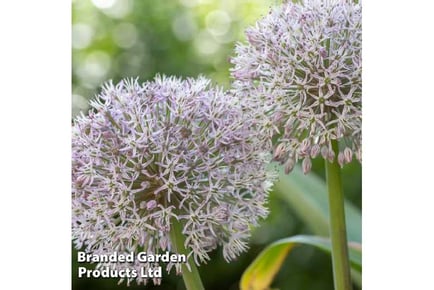 100 Mixed Spring Bulbs