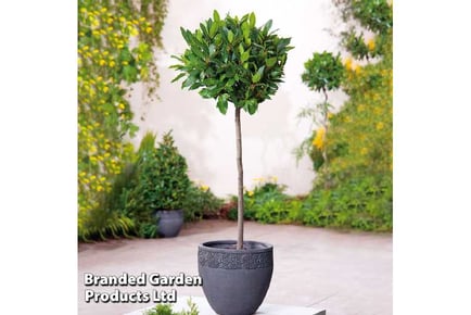 Evergreen Bay Tree + Patio Pots