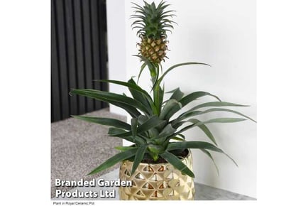 1 or 2 Pineapple Houseplants