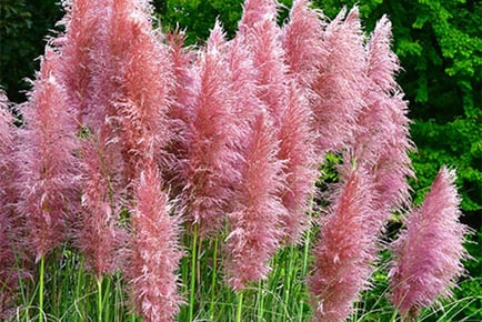 Pampas Grass Pink and White Collection!