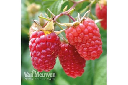 9 Mixed Raspberry Plants