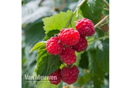 Summer Raspberry 'Glen Ample'